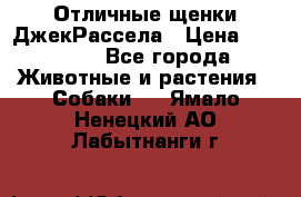 Отличные щенки ДжекРассела › Цена ­ 50 000 - Все города Животные и растения » Собаки   . Ямало-Ненецкий АО,Лабытнанги г.